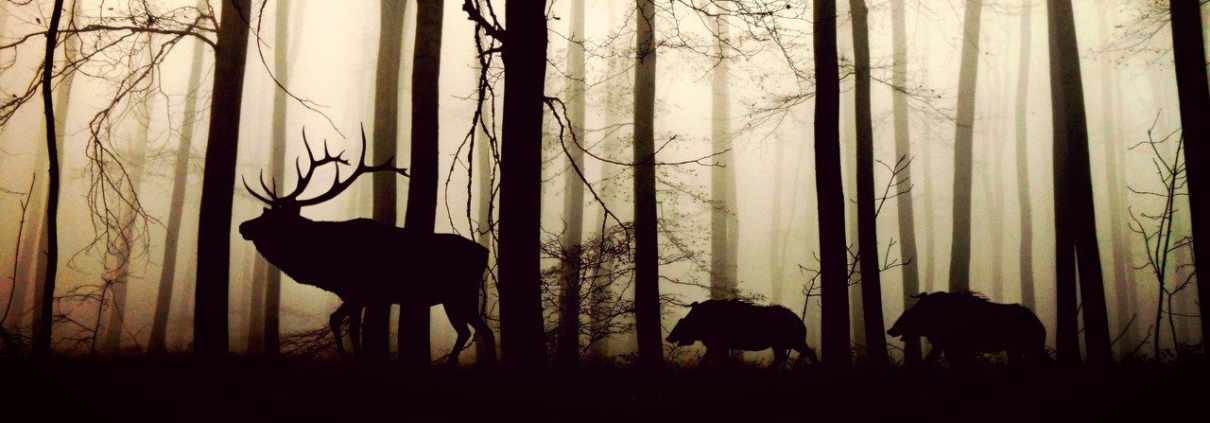 forest, fog, hirsch
