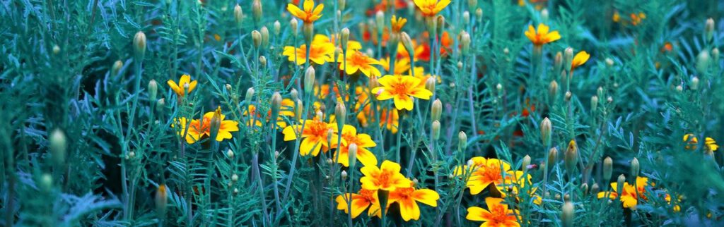 orange, yellow, flowers